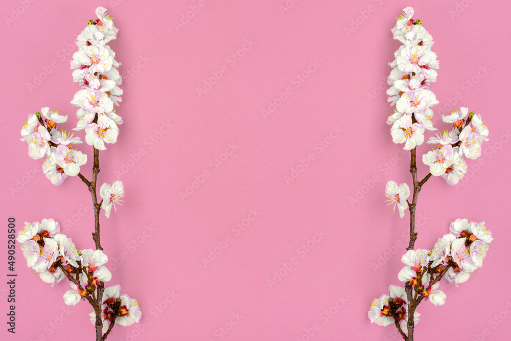 Sprigs of apricot tree with flowers isolated on pink background Place for text Concept of spring came, mother's day, Easter, 8 march Top view Flat lay Hello march, april, may
