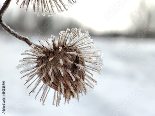 Thorny thistle in snow on a white backdrop close-up.