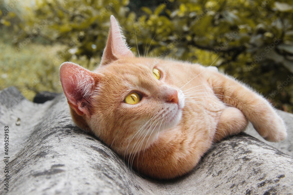 Fototapeta premium little orange cat