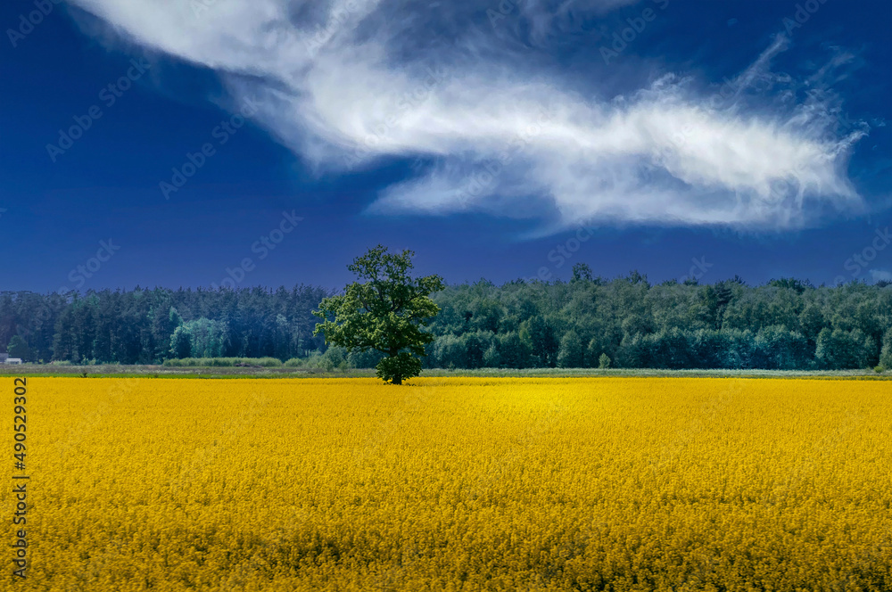 Obraz premium Ukraine's Landscape