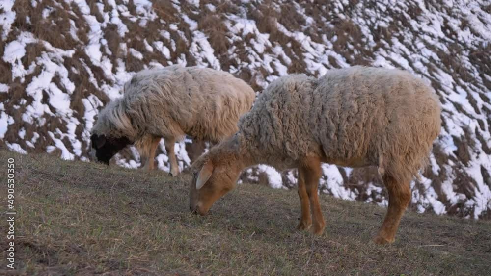 Two sheep graze in the mountains in spring against the backdrop of snow that has not yet completely melted.