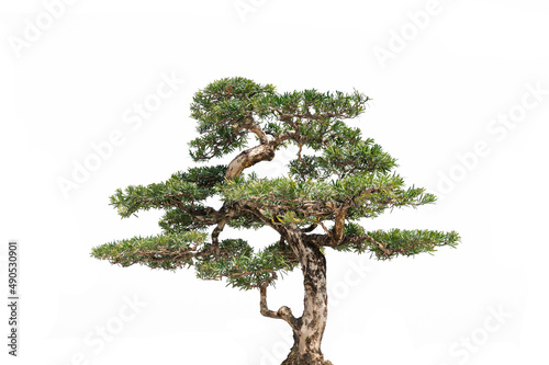 Pine trees on a white background