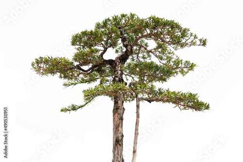 Pine trees on a white background