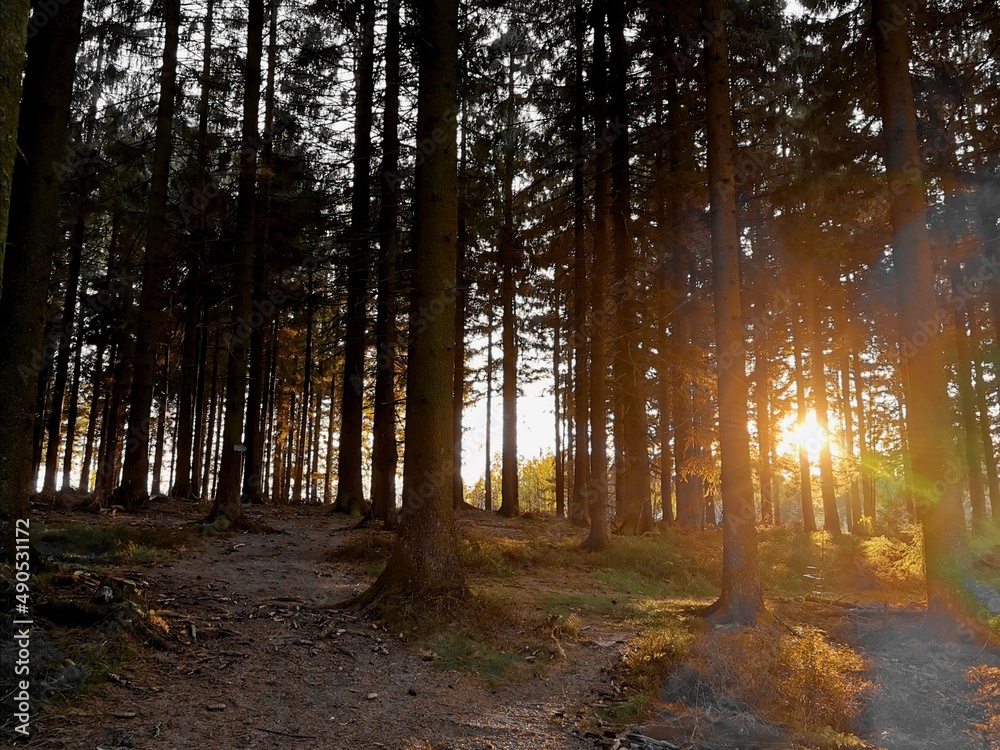 Naklejka premium sun rays in the pine forest