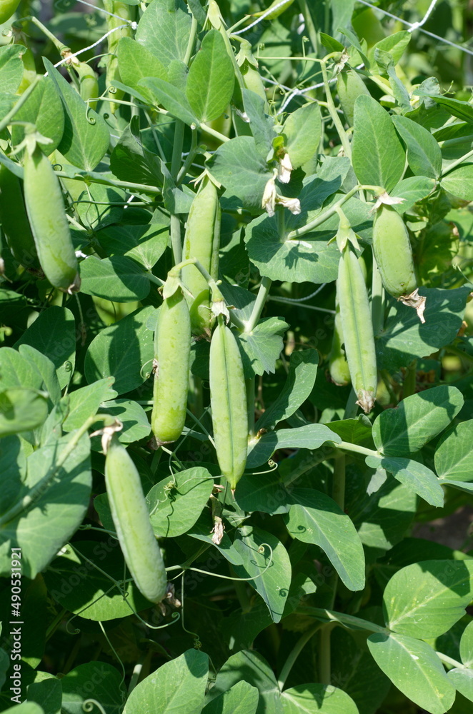 Green peas (Lat. Pisum) grow in the garden Green peas (Lat. Pisum) grow in the garden