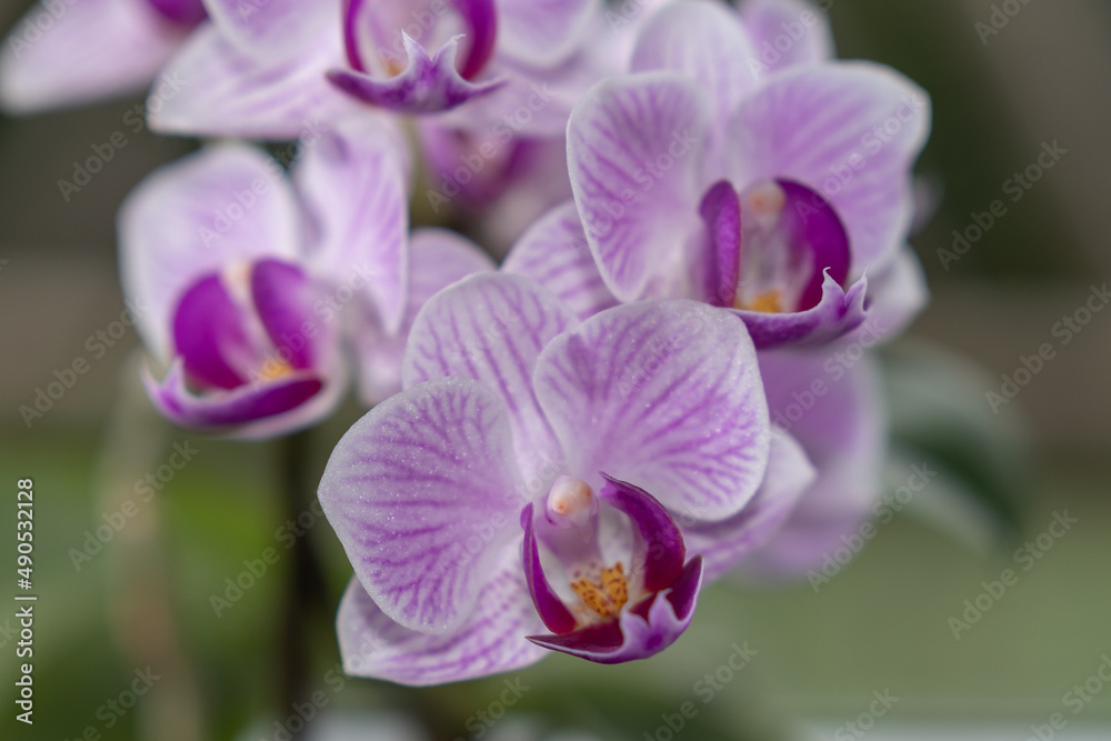 Obraz premium Orchidee 