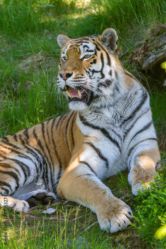 Amur Tiger, Welt größte Katze