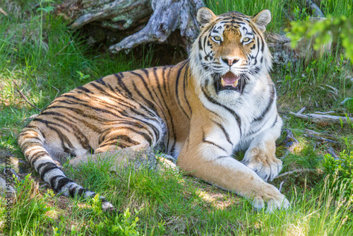 Amur Tiger, Welt größte Katze