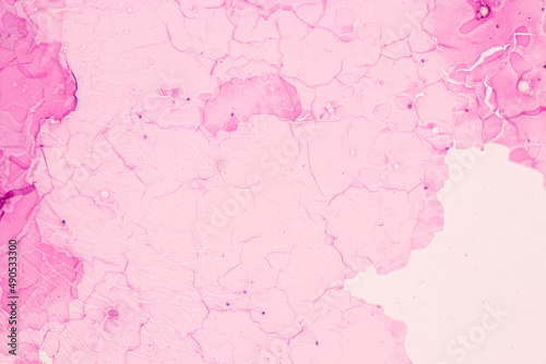 Anatomy and Histological Ovary, Testis and Sperm human cells under microscope.
 photo