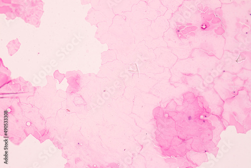 Anatomy and Histological Ovary, Testis and Sperm human cells under microscope.
 photo
