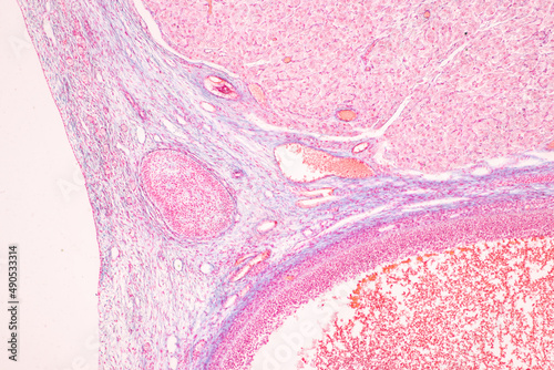 Anatomy and Histological Ovary, Testis and Sperm human cells under microscope.
 photo