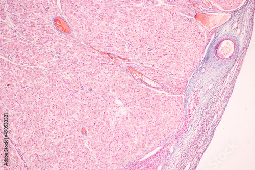 Anatomy and Histological Ovary, Testis and Sperm human cells under microscope.
 photo
