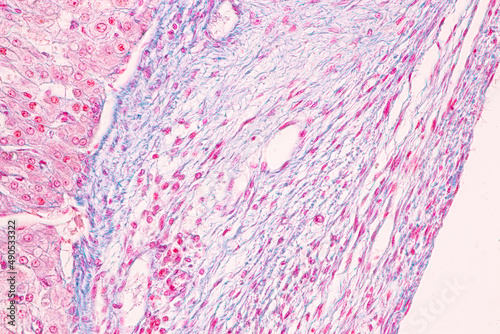 Anatomy and Histological Ovary, Testis and Sperm human cells under microscope.
 photo
