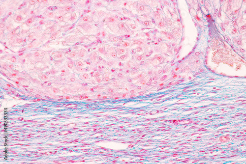 Anatomy and Histological Ovary, Testis and Sperm human cells under microscope.
 photo
