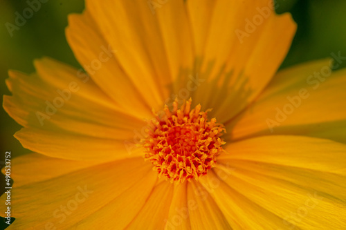 Macro photo of a yellow flower in bright sunlight. Close-up flower.