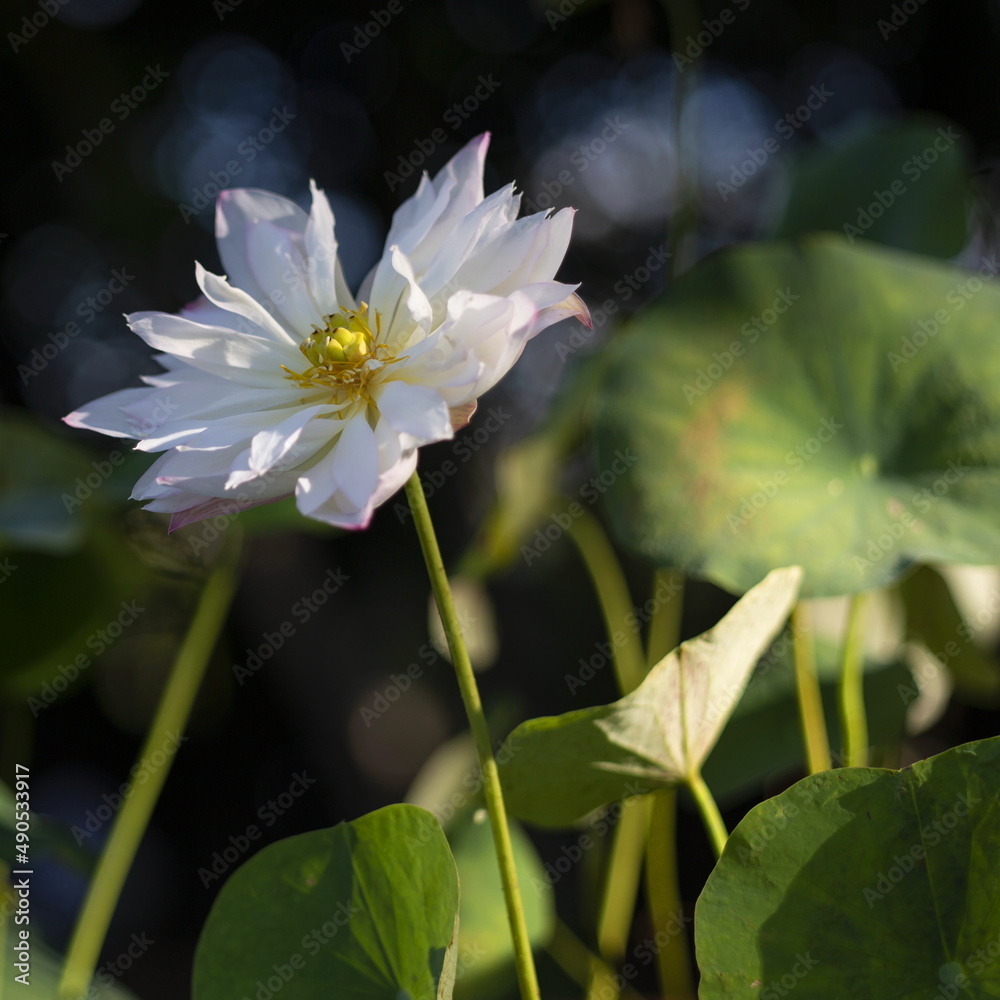 beautiful white lotus with leaves close up beautiful white lotus with leaves close up
