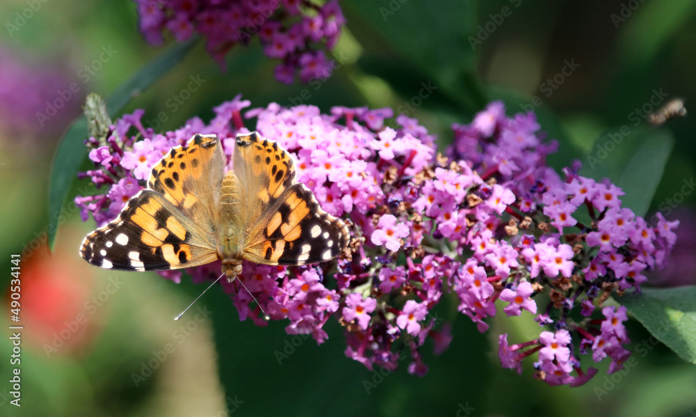 Red Admiral butterfly on buddleia, Derbyshire, England
Red Admiral butterfly on buddleia, Derbyshire, England