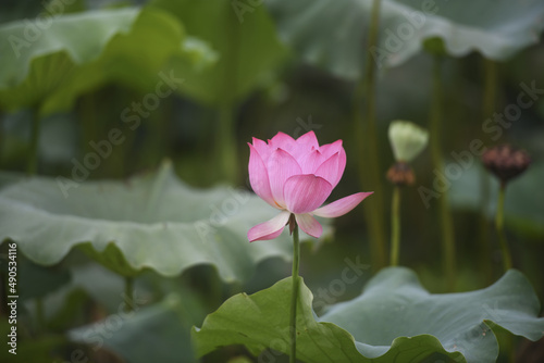 pink lotus with lotus seeds