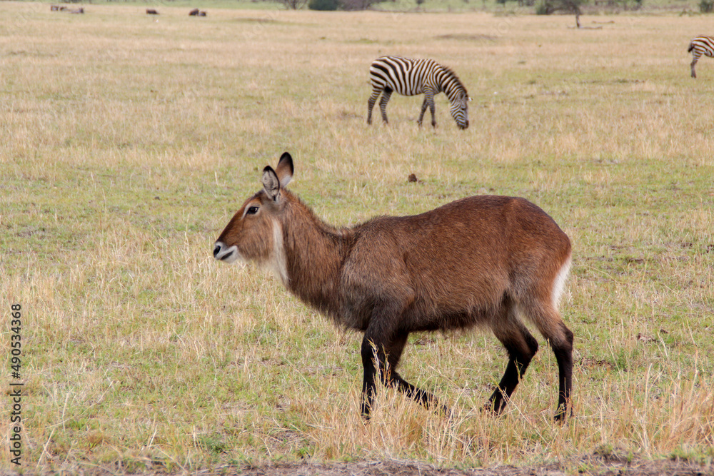 animal posing with a black and white zebra in the background in the serengeti animal posing with a black and white zebra in the background in the serengeti