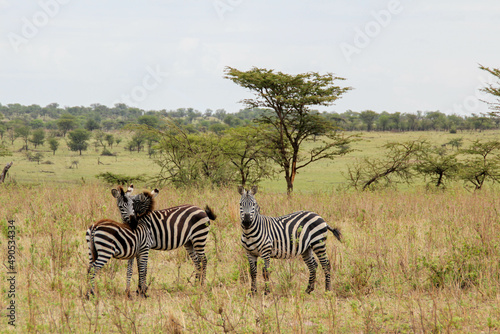 Three zebras playing in the serengeti looking at the camera