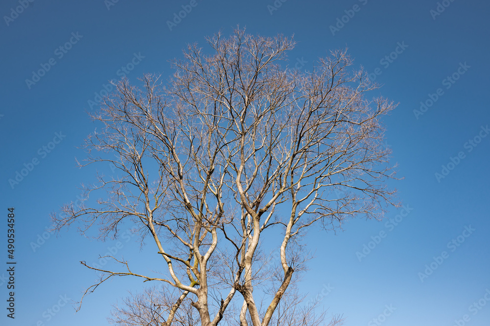 Dry leafless trees under a blue sky in winter Dry leafless trees under a blue sky in winter