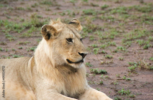 lion resting in the serengeti  the african savanna between kenya and tanzania