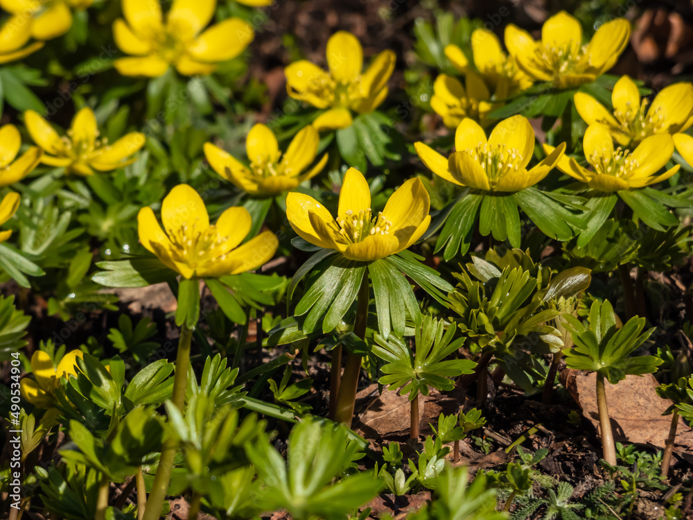 Macro of a group of the Winter aconite (Eranthis hyemalis) flowers in full bloom with fully open petals in early spring in sunlight. One of the earliest flowers in the garden Macro of a group of the Winter aconite (Eranthis hyemalis) flowers in full bloom with fully open petals in early spring in sunlight. One of the earliest flowers in the garden