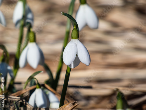 Close-up of the snowdrops (Galanthus imperati) 'Ginn's Form' with long, elegant flowers and a strong scent with dry grass background in sunlight photo