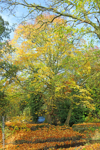 Sycamore trees in Autumn colours 