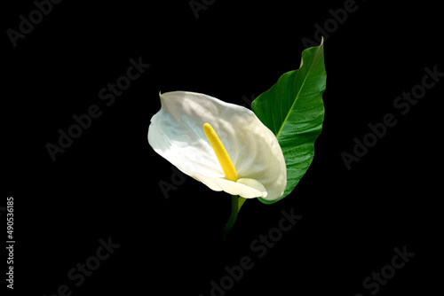 White anthurium flower with green leaves isolated on black background for stock photo or textures. summuer flower, Top view, bouquet photo