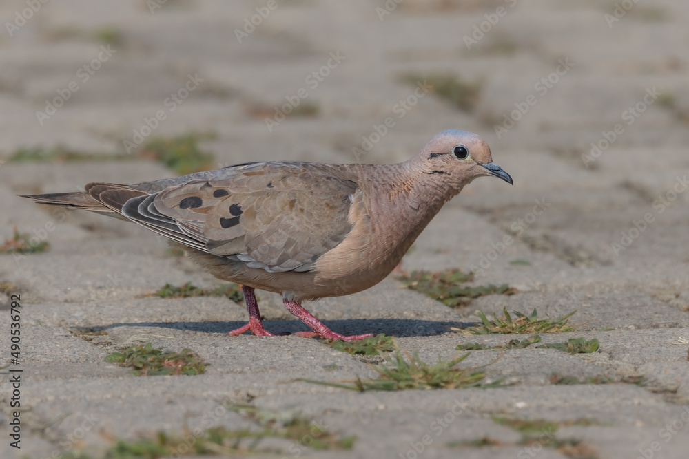 A small dove wandering around on the ground looking for food A small dove wandering around on the ground looking for food