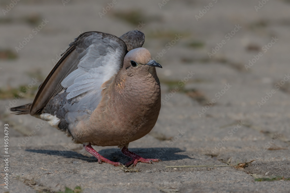 Fototapeta premium A small dove wandering around on the ground looking for food