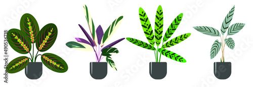 Set of decorative and deciduous houseplants of the genus Marantaceae. Maranta, stromanta, ctenanthe, calathea. Trend vector illustration isolated on white background photo