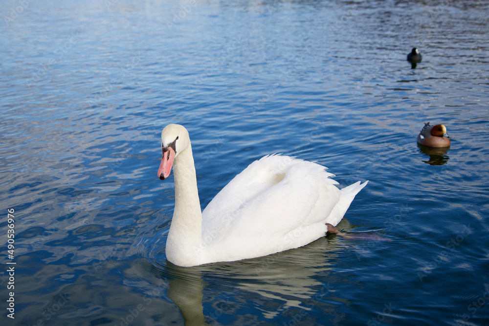 Beautiful swan at Yamanaka lake in the morning. Beautiful swan at Yamanaka lake in the morning.