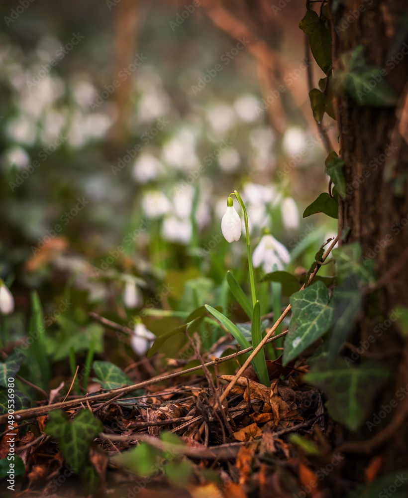 Delicate Snowdrop flower is one of the spring symbols telling us winter is leaving and we have warmer times ahead. Snowdrop flowers blooming in winter. Delicate Snowdrop flower is one of the spring symbols telling us winter is leaving and we have warmer times ahead. Snowdrop flowers blooming in winter.