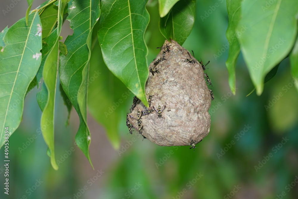 Social wasps nest, Vespidae family. The nest was constructed on a leaf. Amazon rainforest near the village Solimões, Pará state, Brazil Social wasps nest, Vespidae family. The nest was constructed on a leaf. Amazon rainforest near the village Solimões, Pará state, Brazil