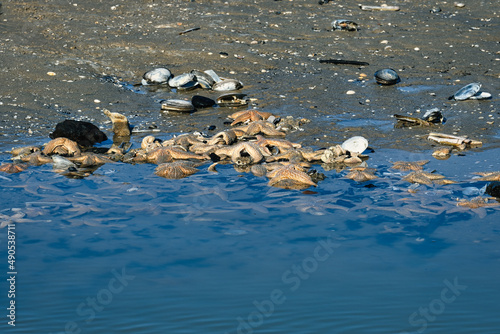 A large number of starfish washed up on the beach of the North Sea. Kiikduin. Netherlands.