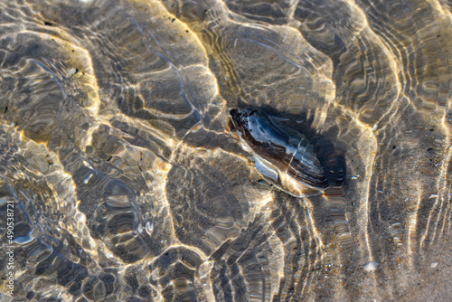 A shell at the bottom of a stream. Kiikduin beach. Netherlands.