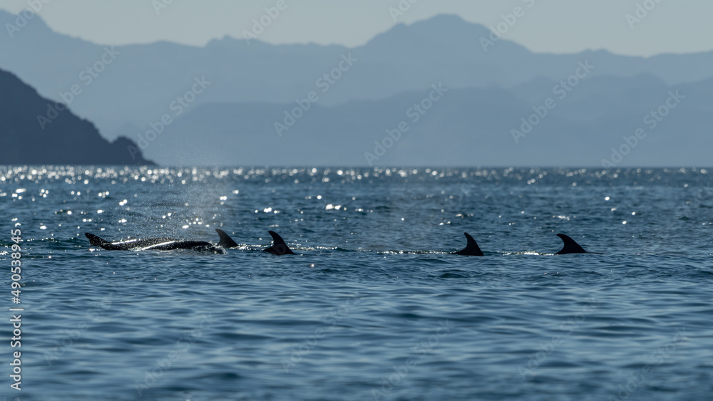 A pod of Bottlenose Dolphins (Tursiops truncatus) off the coast of Baja California, Mexico. A pod of Bottlenose Dolphins (Tursiops truncatus) off the coast of Baja California, Mexico.