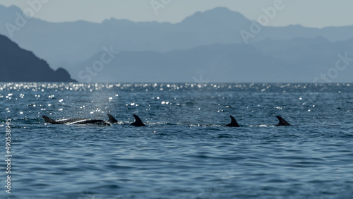A pod of Bottlenose Dolphins (Tursiops truncatus) off the coast of Baja California, Mexico.
