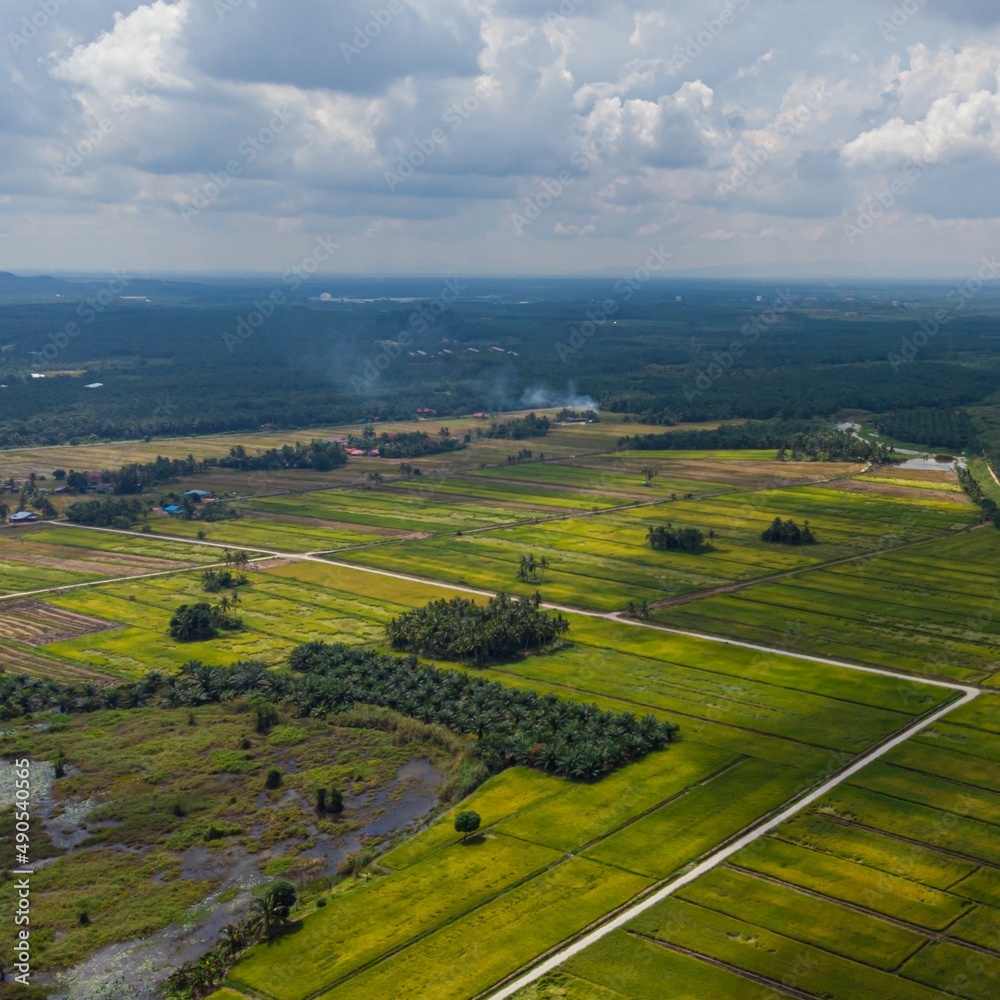 Aerial drone view of green paddy fields in Sungai Rambai, Melaka, Malaysia.