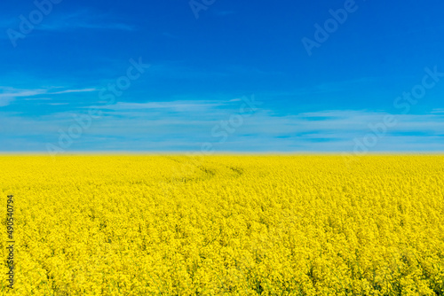 Fototapeta Naklejka Na Ścianę i Meble -  Landscape resembles Ukrainian national flag. Blue sky and yellow flower field landscape graphic with Ukraine flag colours.
