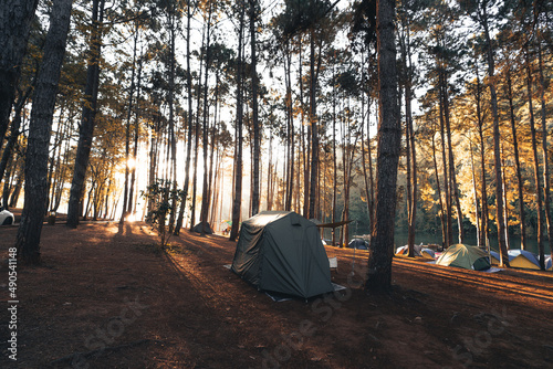 Pine forest and camping area in the morning