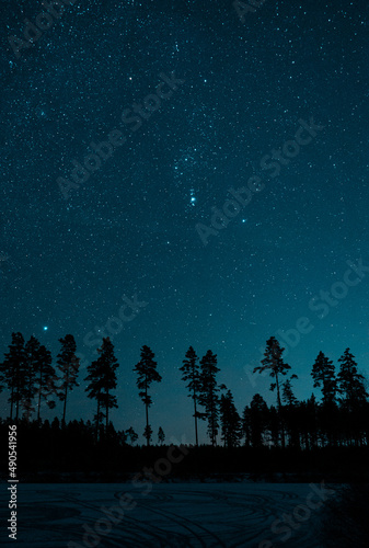 Forest In The Night Sky