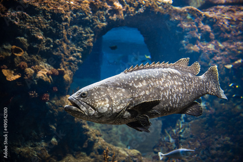 Big fish Itajara goliat in huge aquarium
