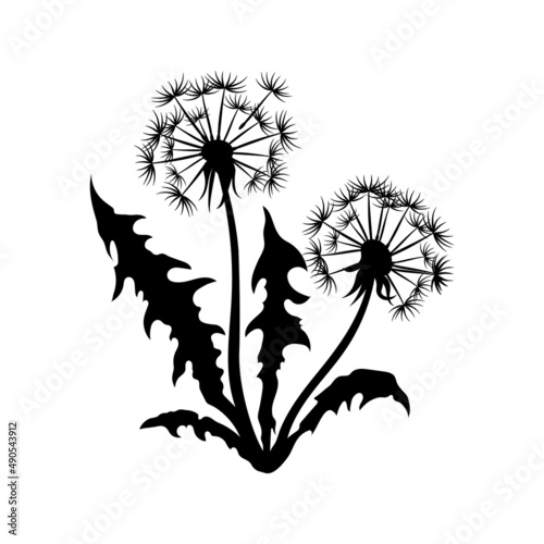 Isolated black dandelion silhouette. Wildflower scene. Summer grass drawing. Plant graphic