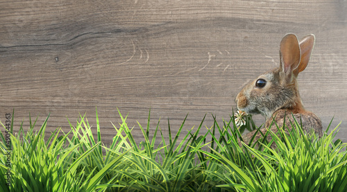 sweet easter rabbit with clover blossom in the grass wooden structure background