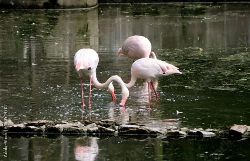 Flamingo looking for prey in the water. In the blurred background