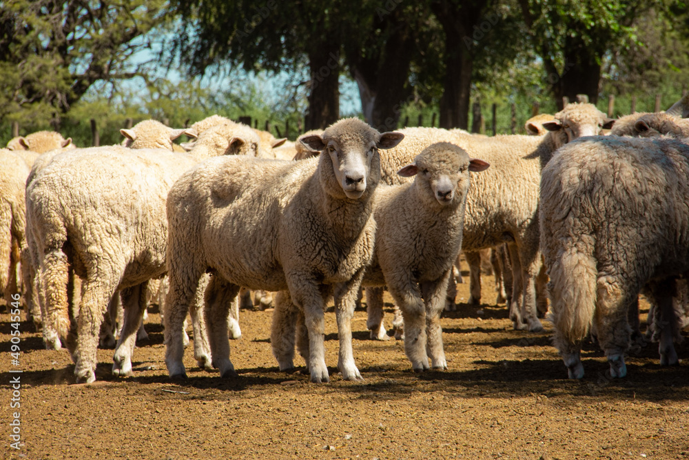 Obraz premium sheep herd
