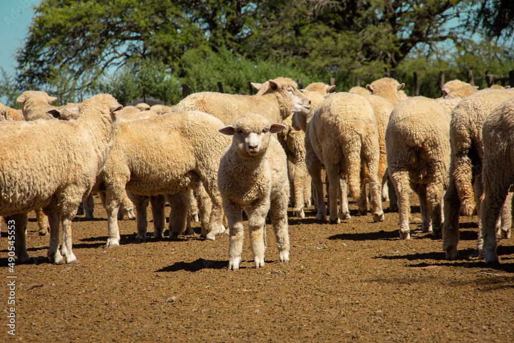 Fototapeta premium sheep